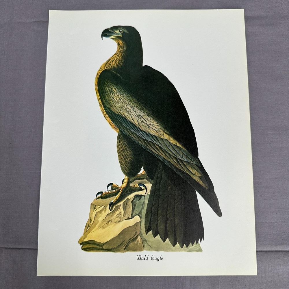 1950 Vintage Print Bald Eagle American Bird Art Illustration Audubon 9x12